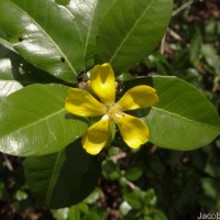 Hugonia ferruginea Wight & Arn.